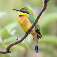 Little Bee-eater